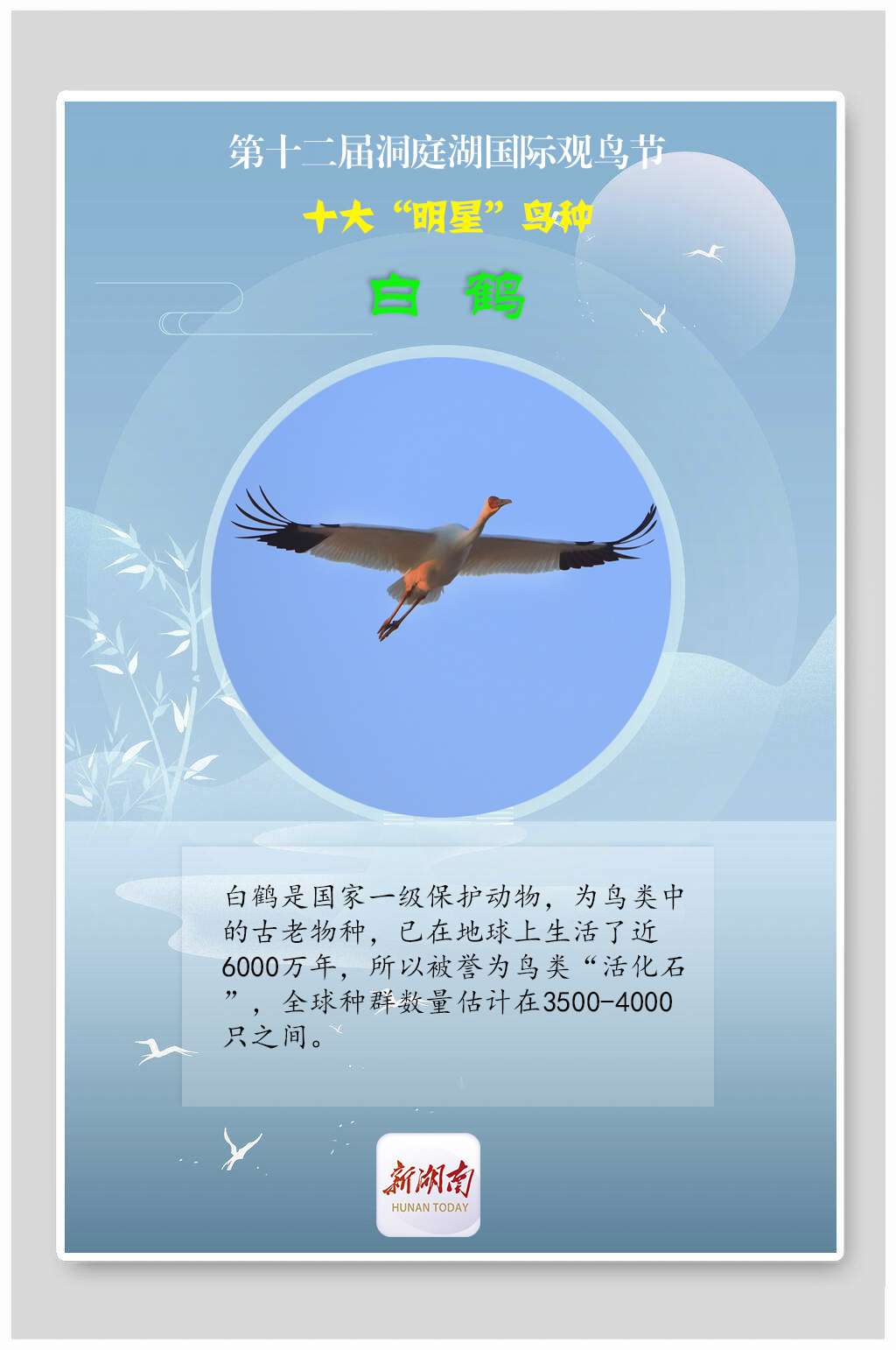 海报丨揭秘！观鸟节上的十大“明星”鸟种