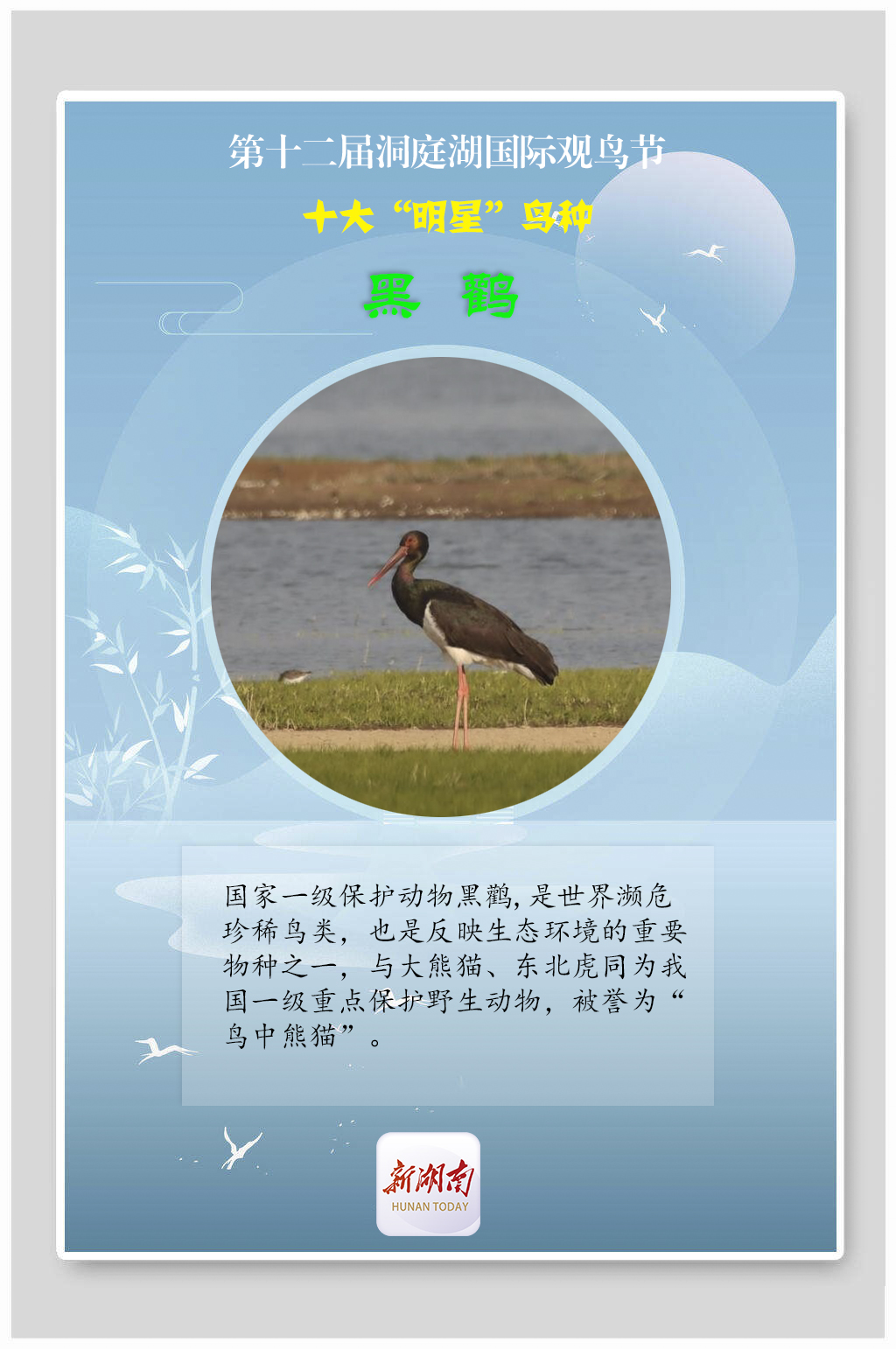 海报丨揭秘！观鸟节上的十大“明星”鸟种