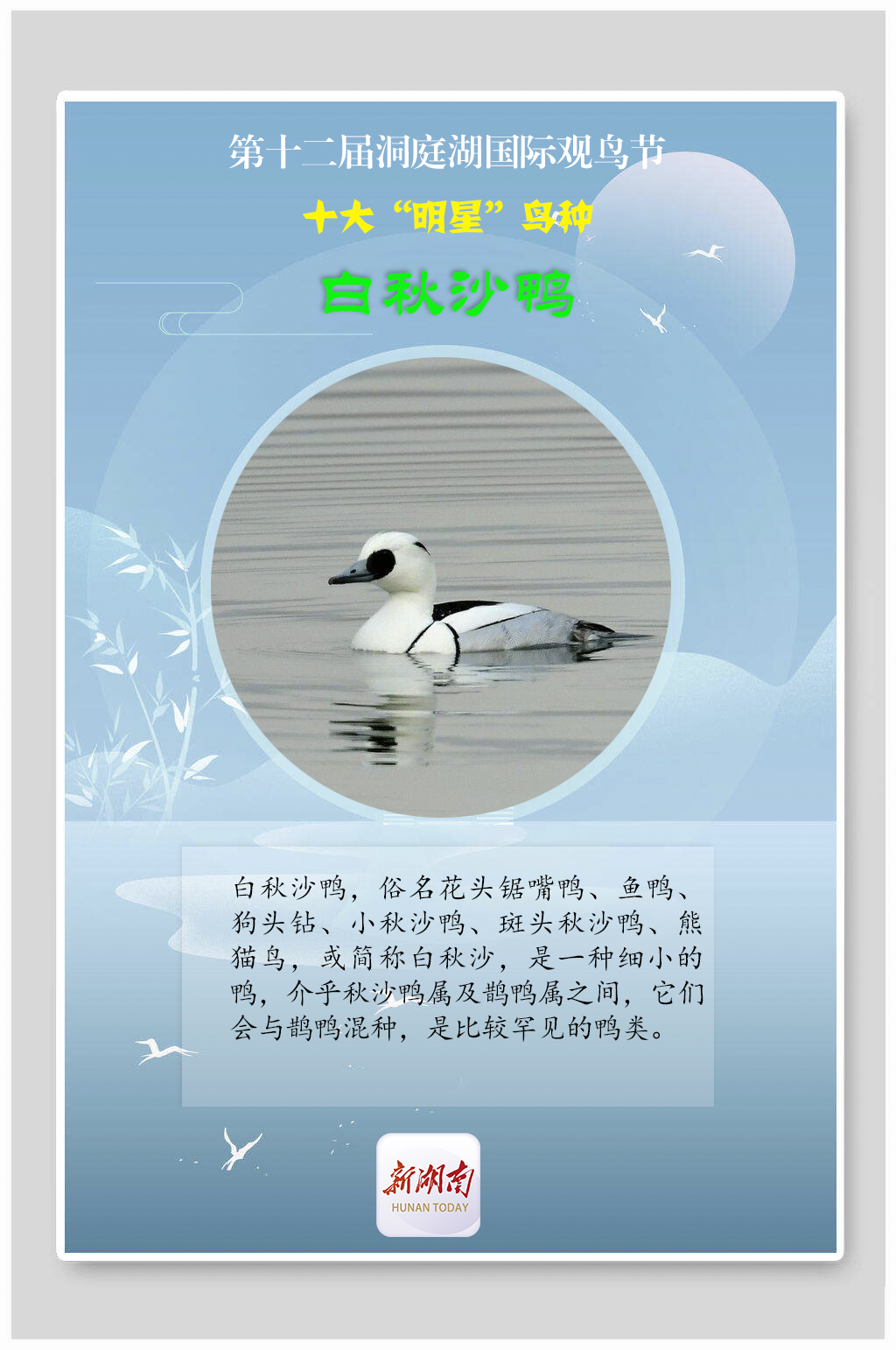 海报丨揭秘！观鸟节上的十大“明星”鸟种