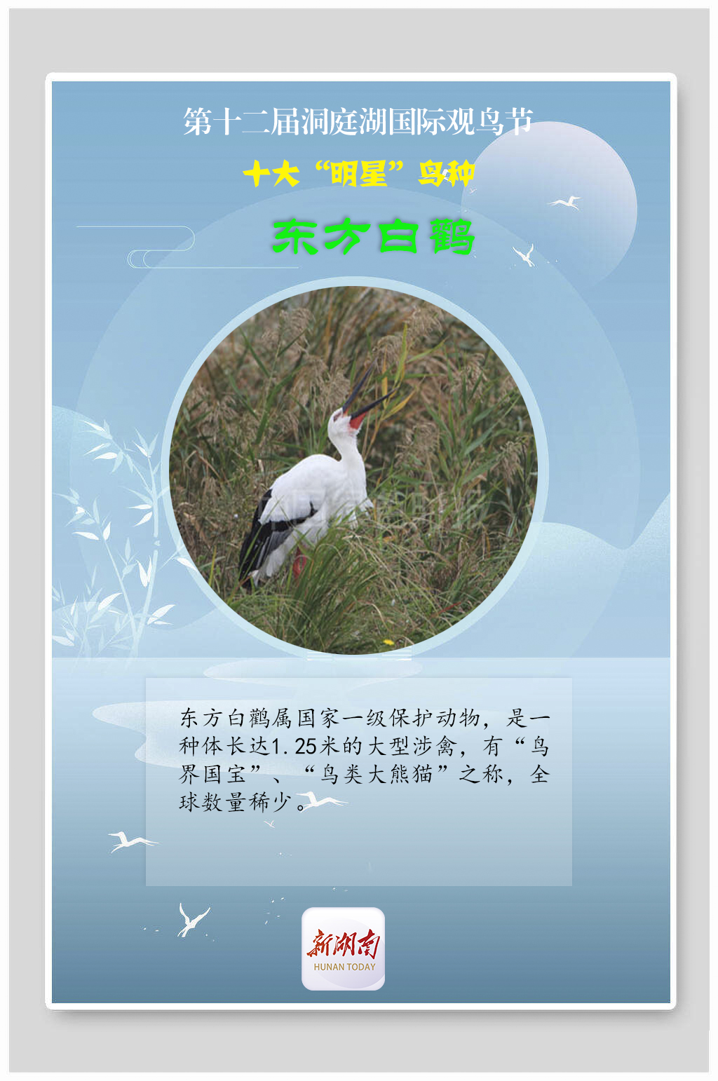 海报丨揭秘！观鸟节上的十大“明星”鸟种