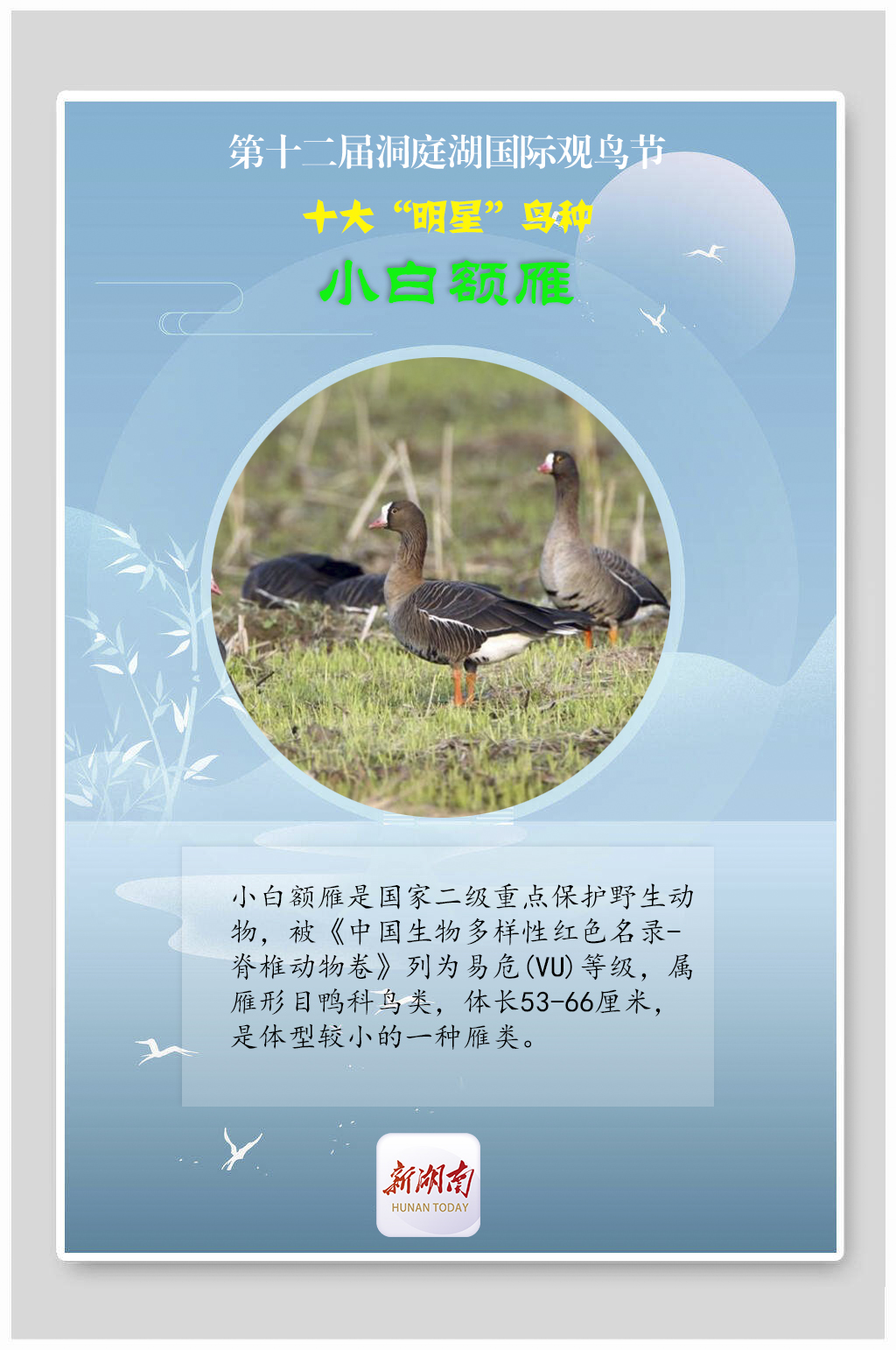 海报丨揭秘！观鸟节上的十大“明星”鸟种