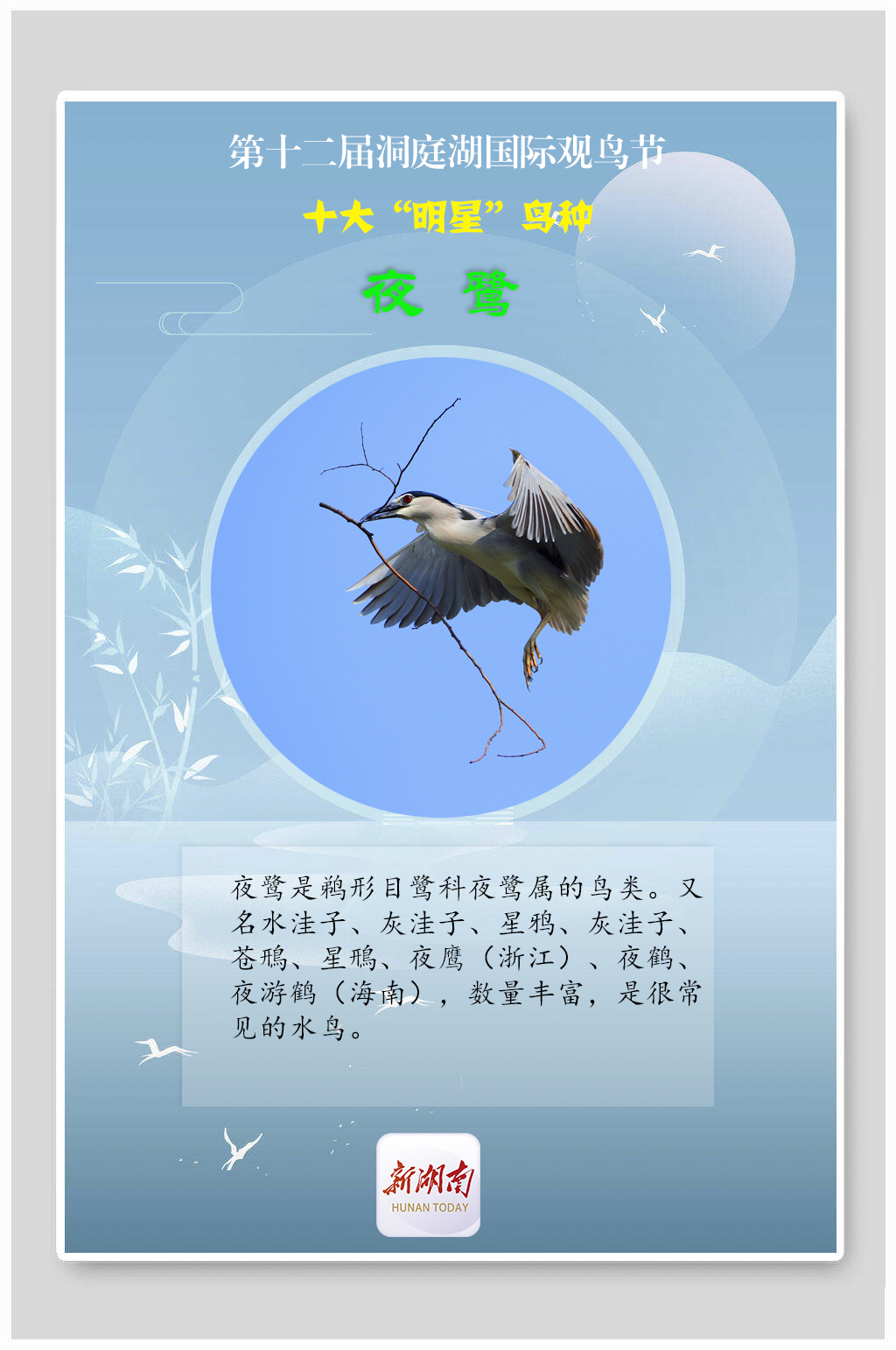 海报丨揭秘！观鸟节上的十大“明星”鸟种
