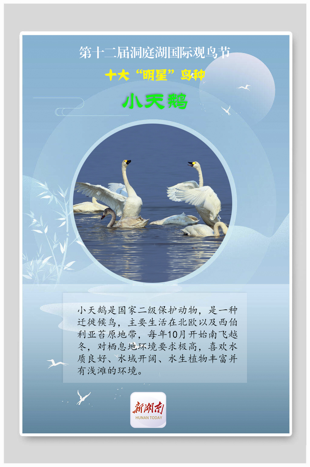 海报丨揭秘！观鸟节上的十大“明星”鸟种