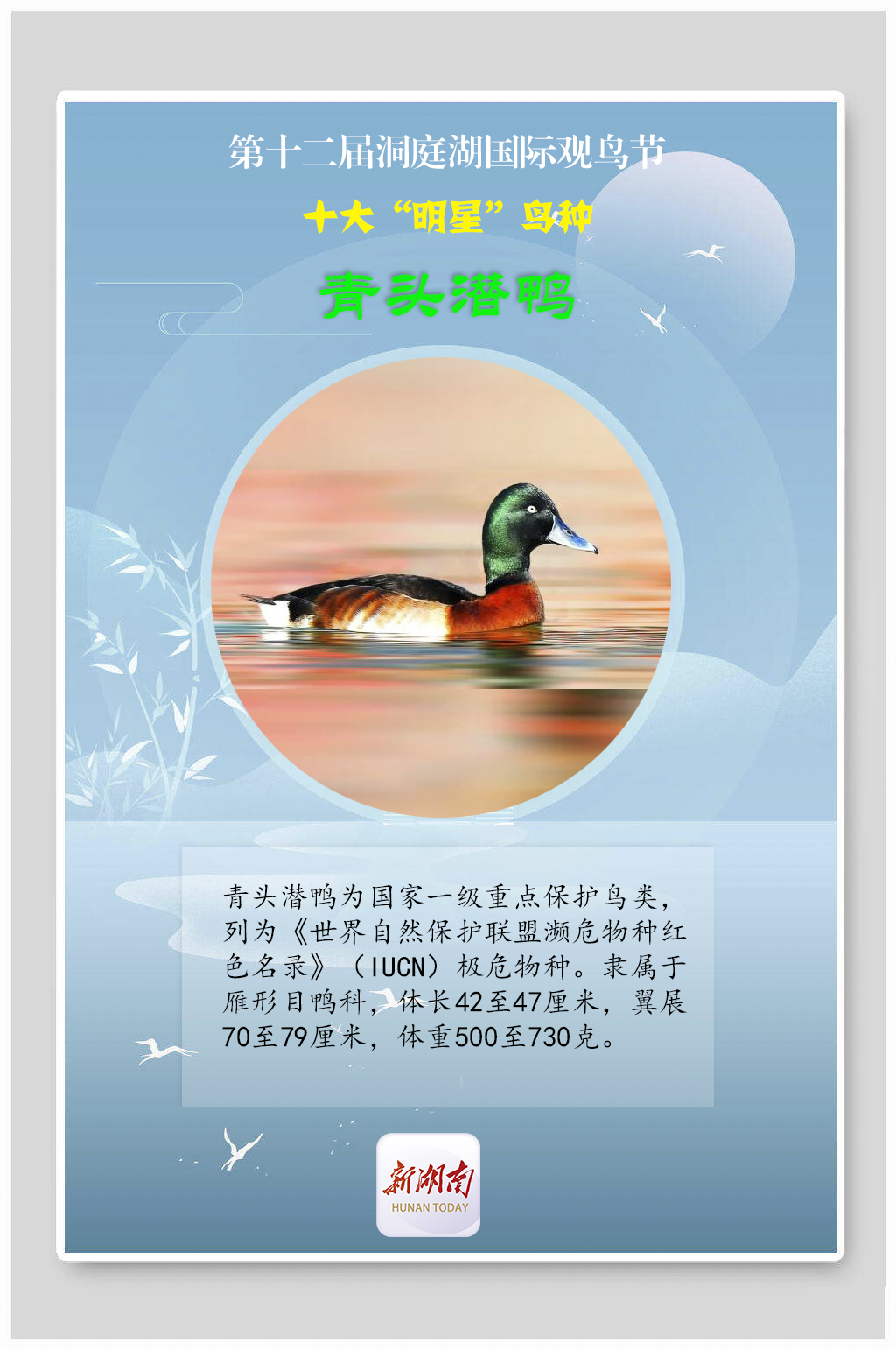 海报丨揭秘！观鸟节上的十大“明星”鸟种