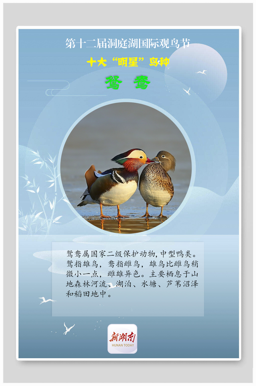 海报丨揭秘！观鸟节上的十大“明星”鸟种