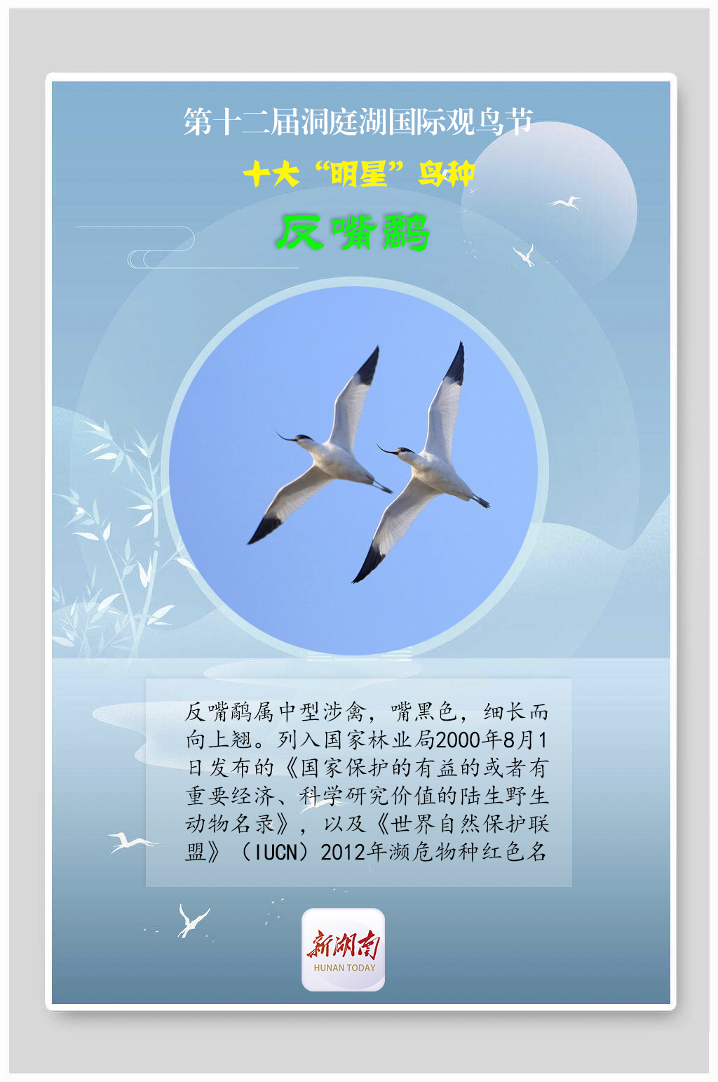 海报丨揭秘！观鸟节上的十大“明星”鸟种